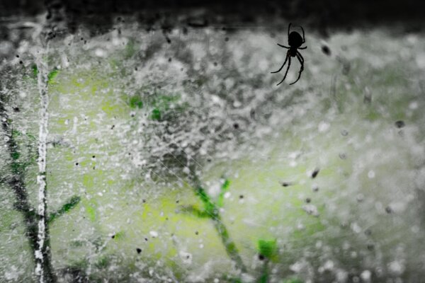 View of a dirty window from inside. Cobwebs, the silhouette of a spider... You can barely make out the growth outside. Only the summer green contrasting the grime and darkness on the inside.